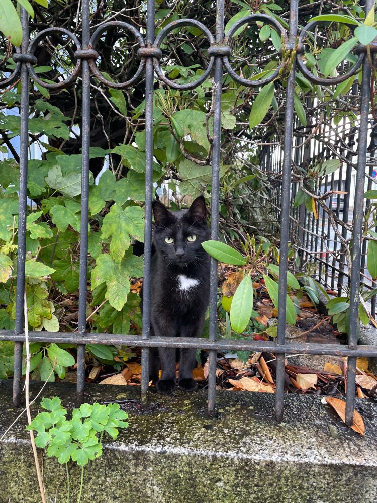 Black cat with white patch on chest looking out from behind fence 