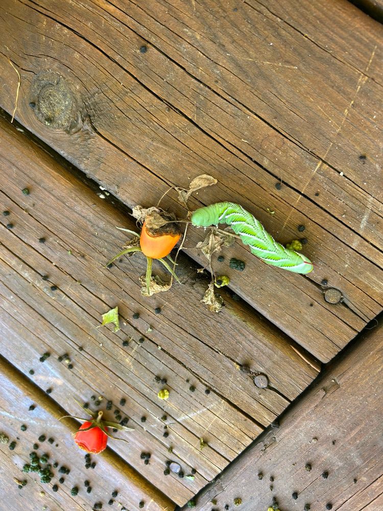 Motherfuckin Poop Maker two: tobacco hornworm or tomato hornworm. Bright green caterpillar with pattern-stripes of white and green dots. Passed on the wood deck surrounded by poop after its tomato-plant-eating-orgy. Photo got taken upside down but who cares, this vandal doesn’t need a glamor shot.
