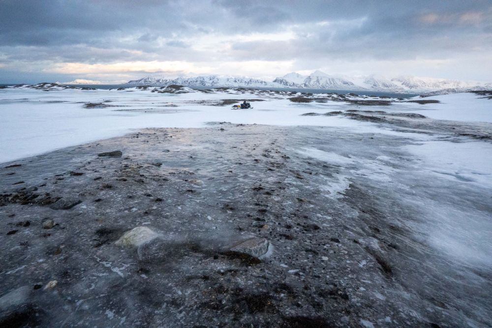 Snow-free tundra in the moraines of Midtre Lovénbreen glacier during February 2025. Credit: James Bradley