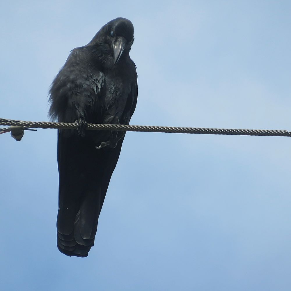 ハシブトガラス