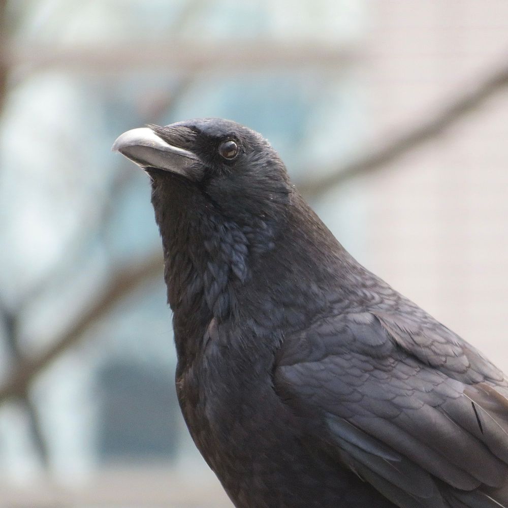 ハシボソガラス