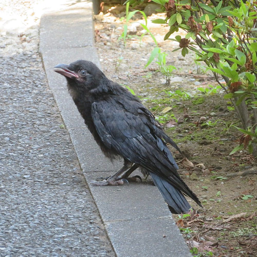 ハシボソガラスの幼鳥