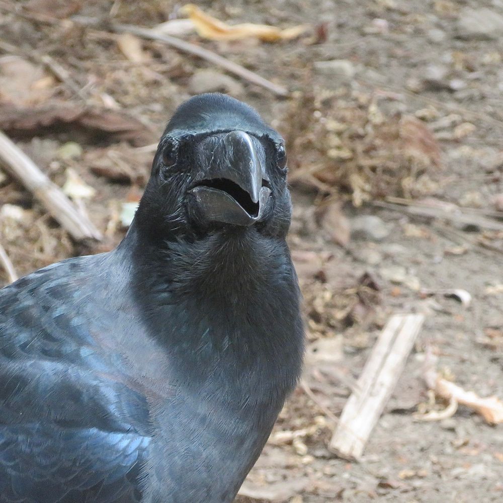 ハシブトガラス