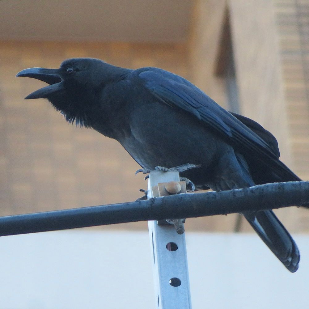 ハシブトガラス