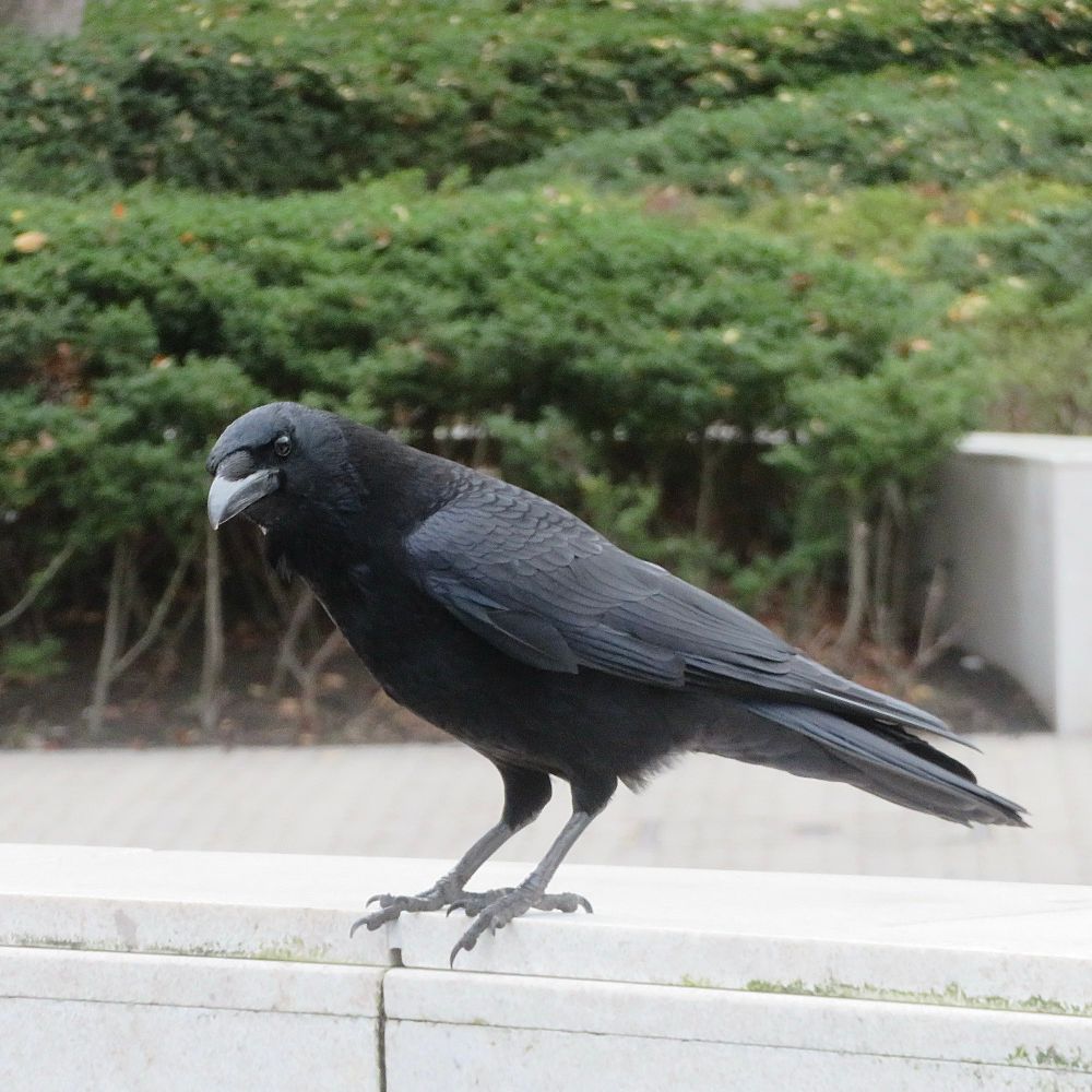 ハシボソガラス