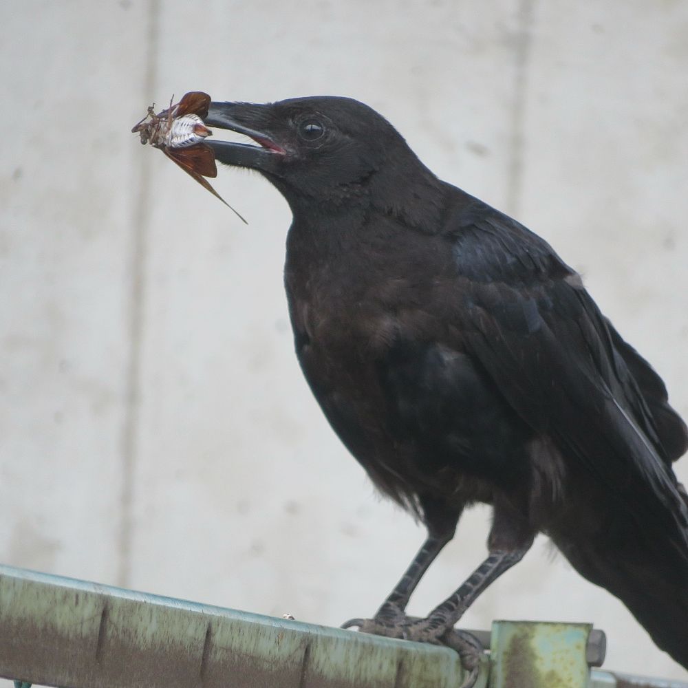 セミを食べる若いハシボソガラス