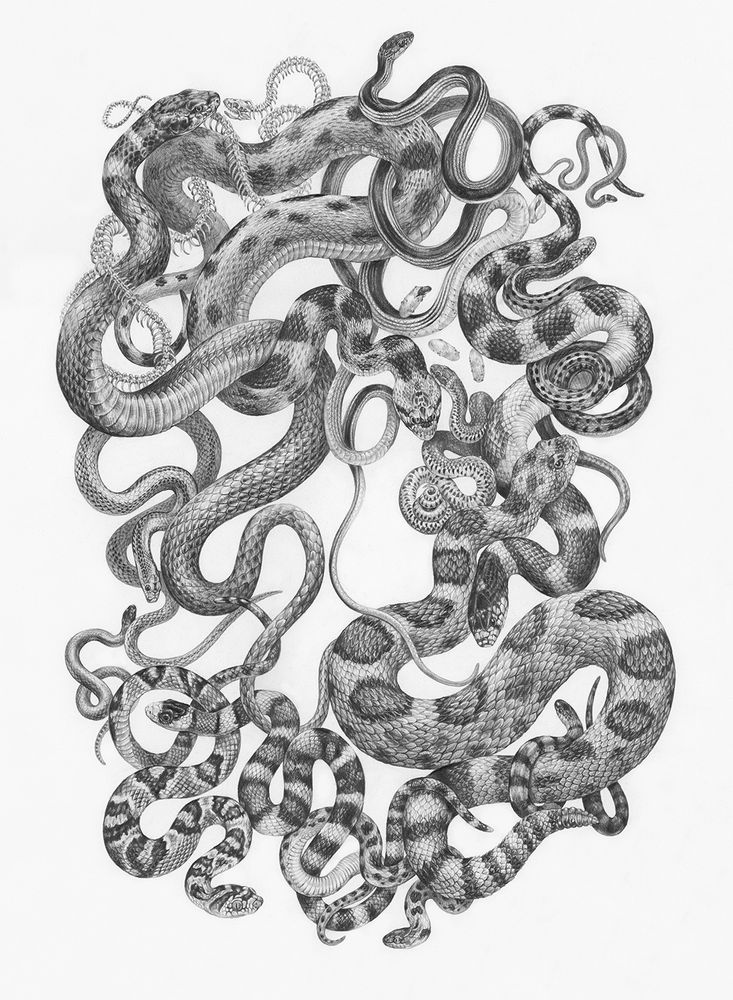 A complex graphite drawing depicts snakes woven together in a tangled wreath suspended in space. Species depicted: Desert Striped Whipsnake, Ring-necked Snake, Wandering Gartersnake, Gopher Snake, Great Basin Rattlesnake, California Kingsnake, Groundsnake, Nightsnake, Western Lyresnake, Sonoran Mountain Kingsnake, Smith’s Black-heaeded Snake, Mohave Patch-nosed Snake, and Red Racer. A snake skeleton and oval snake eggs - two full, one empty, and one with a hatchling in the process of emerging - float amongst the snakes.  