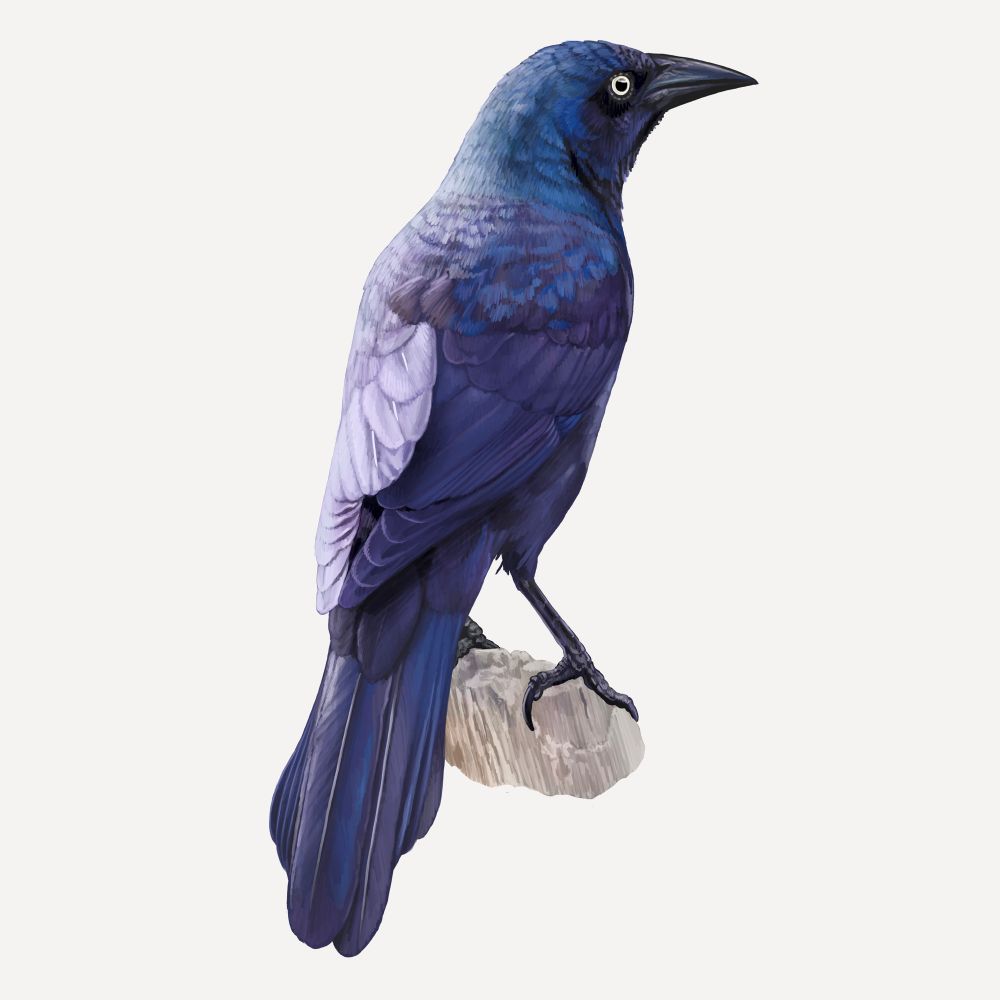 A realistic full-color illustration of a Common Grackle, drawn in Procreate. The grackle sits with its back to the viewer, its face and beak in profile, looking to the right. Its claws grip a pale, bark-less end of a large branch. The light is harsh, illuminating the left side of the bird in bright, pale light. The bird’s iridescent purple and blue-ish colors dazzle. 