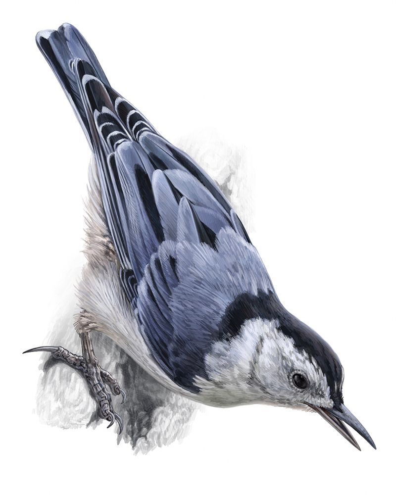 A realistic drawing of a white-breasted nuthatch, depicting the white-breasted nuthatch slightly from above. The bird is perched on tree-bark. It is angled down and to the right, locking eyes with the viewer with its beak slightly open. 