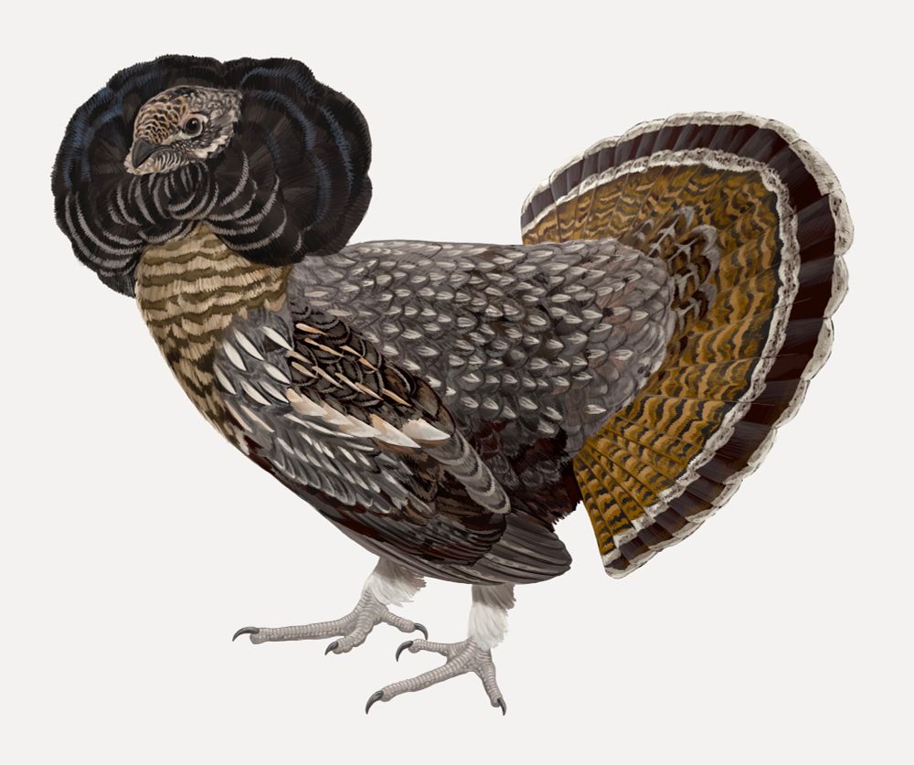 A realistic procreate drawing of a male Ruffed Grouse, with its crest, ruff and tail feathers erect in a mating display. 