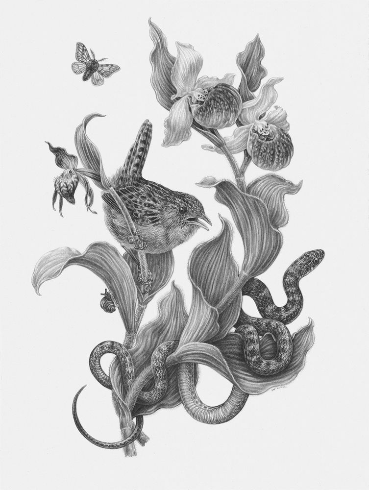 A detailed graphite drawing depicting at-risk species found in the state of Maine. Two orchids bloom across the page: a petite Ram’s-head Lady’s-slipper on the left, and a Showy Lady’s-slipper with two blossoms on the right. A Sedge Wren perches on the stem of the Ram’s-head Lady’s slipper, its tail raised, chest feathers fluffed and its beak slightly parted as if it is mid-call. Slightly below the wren, on the underside of one of the Ram’s-head Lady’s slippers curled leaves, a tiny, dark and shiny Six-whorl Vertigo snail climbs slowly upward, its eye-stalks extended. Below and to the right of the wren, a striped juvenile Black Racer winds itself around the stems of the two plants, its gentle coils resting on the leaves of the Showy Lady’s-slipper, and its head pointed attentively towards the top right, looking at something off of the page. Above the scene, a Twilight Moth flies, its wings extended. 