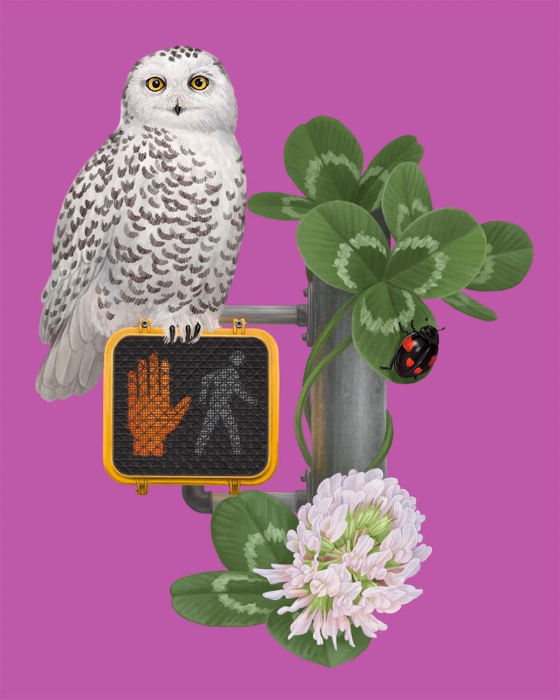 A colorful procreate illustration. A snowy owl locks yellow eyes with the viewer as it perches on a pedestrian walk signal. The orange hand of the walk signal is lit up. The walk signal is attached to a thick metal pole. Giant white clover leaves, larger than the snowy owl, swirl in a surreal way around the metal pole. A single white clover flower blooms at the base of the pole, tipping slightly towards the viewer. A black lady beetle with four brilliant red spots is perched on one of the clover leaves. 