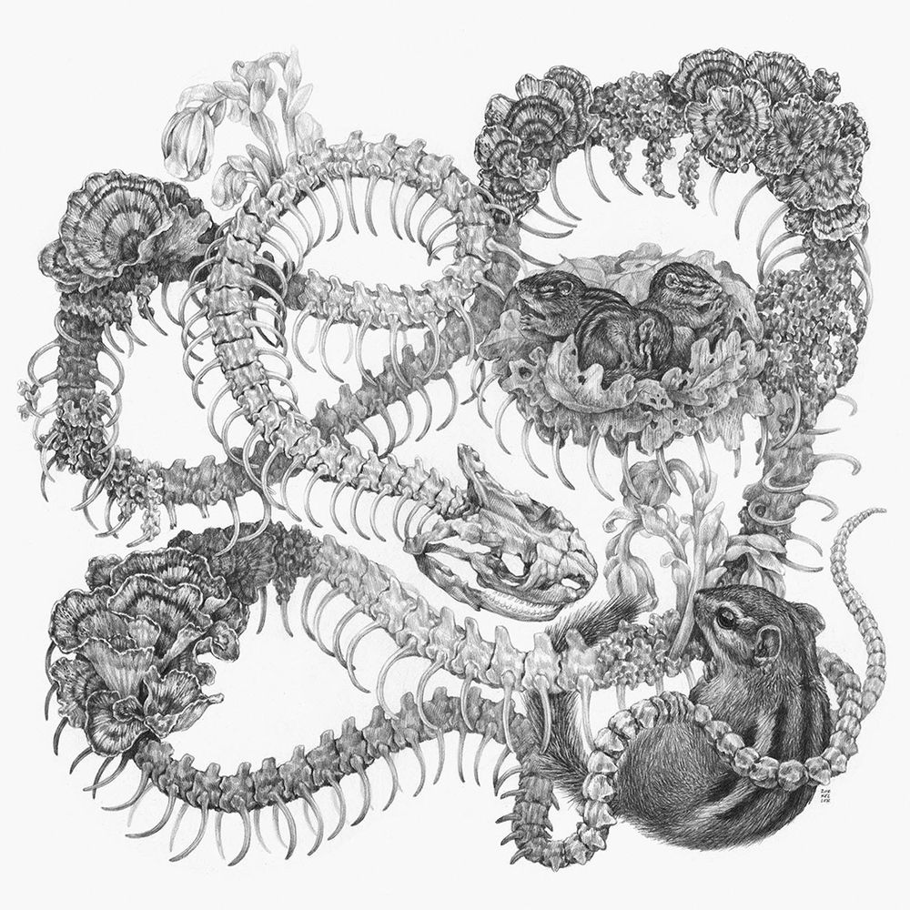 A square, grey-scale square drawing rendered in pencil. A snake skeleton twists in a complicated tangle. Ghost pipes, lichens and Turkey tail fungi bloom from the skeleton. In one of the snake skeleton’s coils, a nest of leaves cradles three baby chipmunks, asleep and curled up. In the bottom right corner, an adult chipmunk faces off with the snake’s skull. 