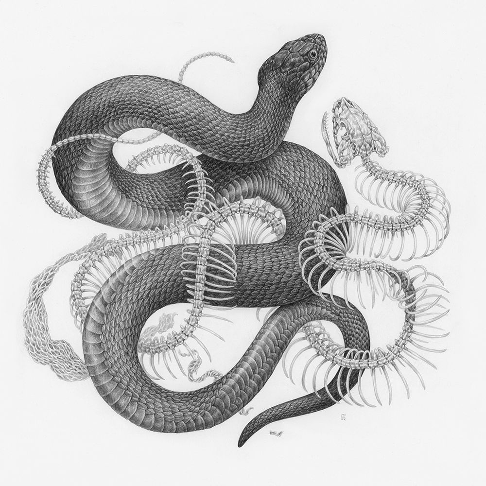 A highly detailed black and white graphite drawing depicting a surreal scene. A snake skeleton with delicate ribs is entwined around a Copperbelly Water Snake, whose grey scaled body is twists in loose curves. Fragile, transparent strips of snake skin float around the snake and skeleton. 