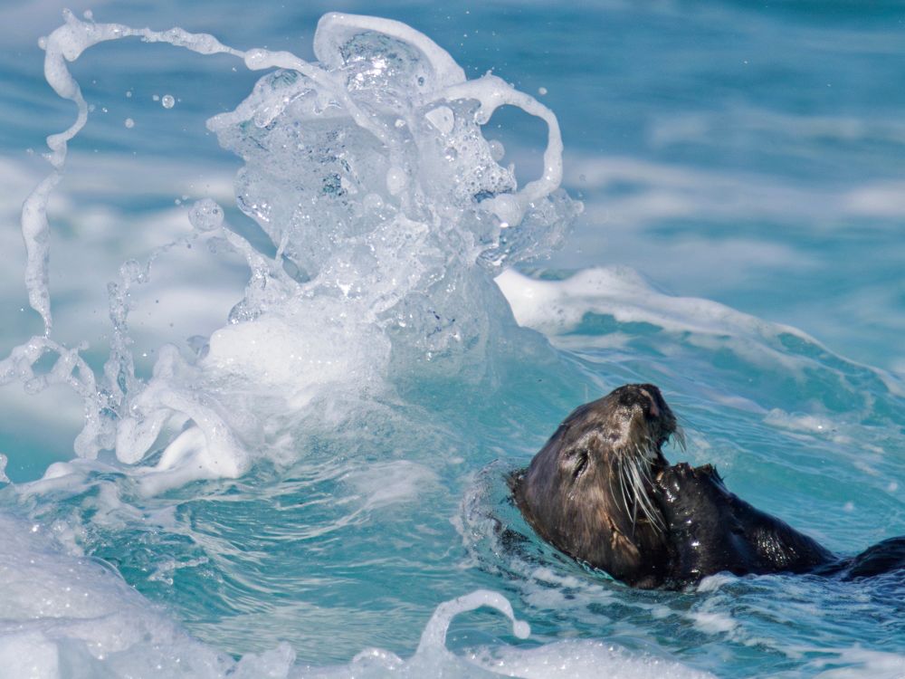 Southern sea otter feeding in large storm waves on Monterey Bay