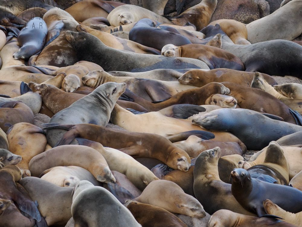 Hundreds of California sea lions in Monterey, California