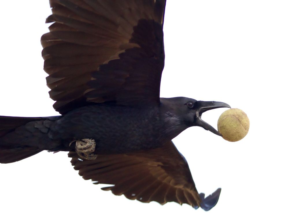 Common Raven in flight with tennis ball