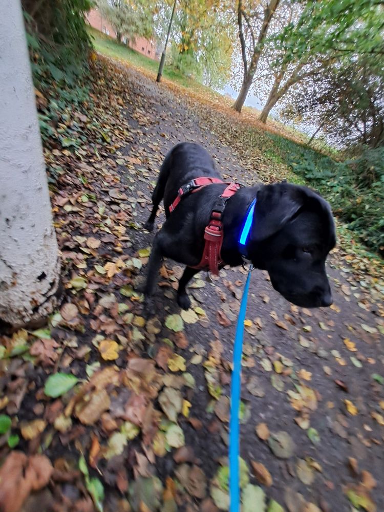 A good dog on a path scattered with fallen autumn leaves 