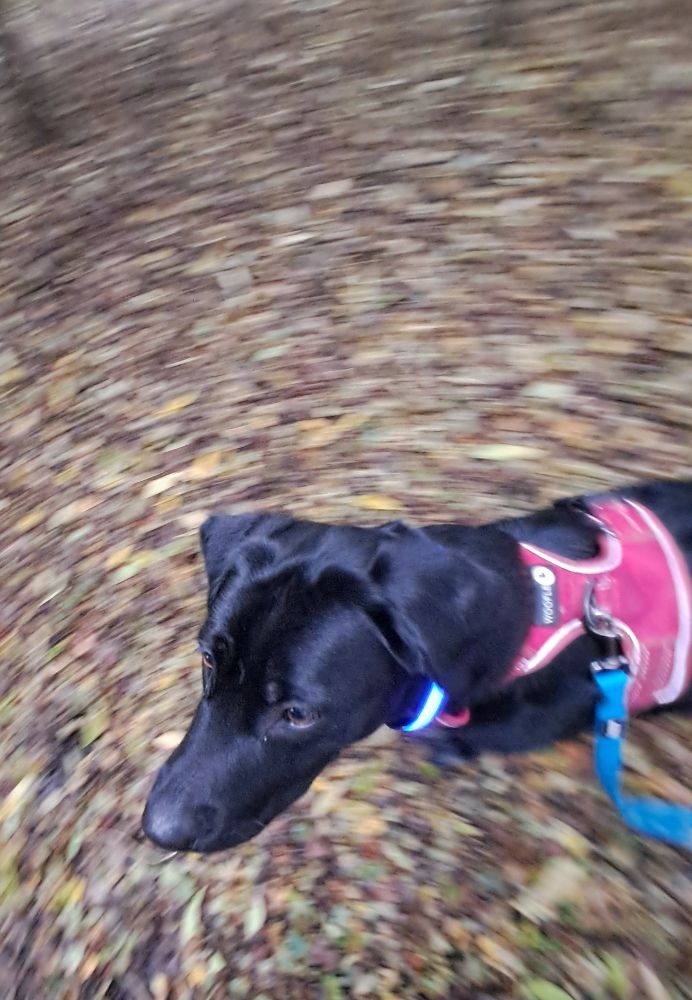 A good dog in the woods