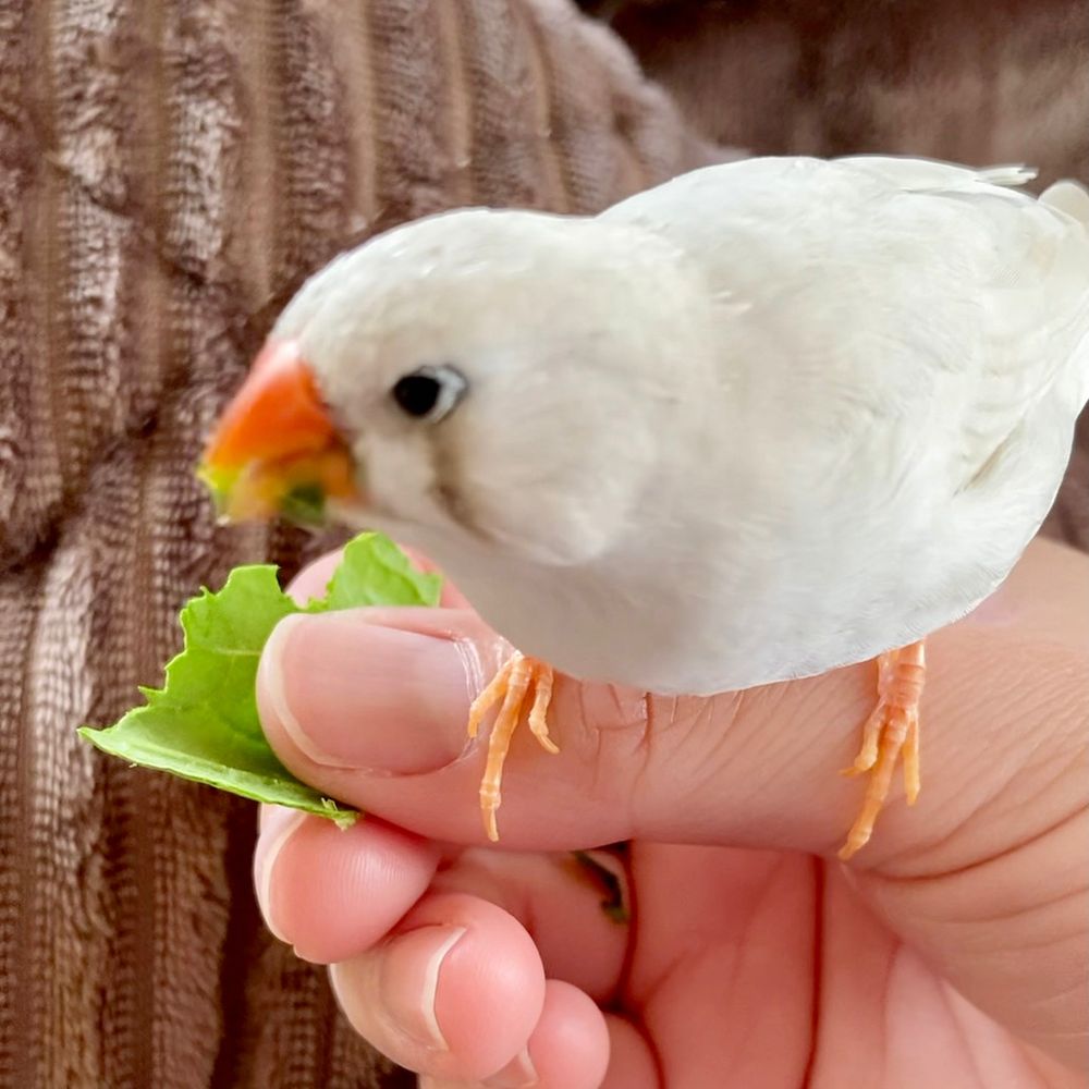 Shiro-chan