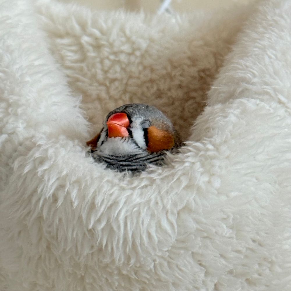zebrafinch/キンカチョウ/錦華鳥