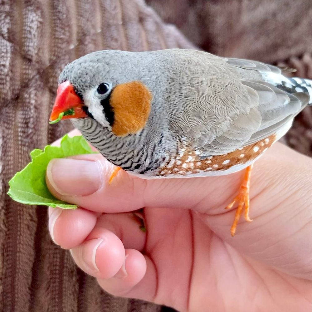 Kuro-chan
zebrafinch/キンカチョウ/錦華鳥
