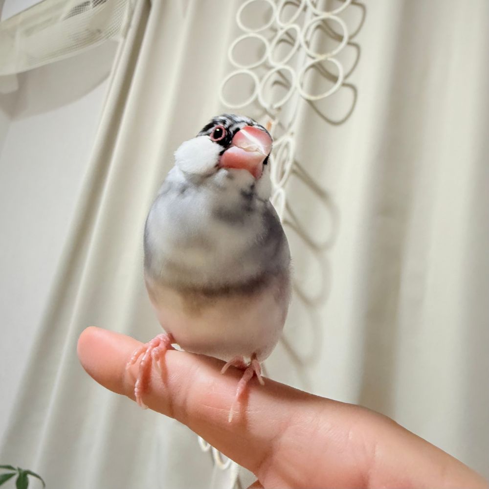 javasparrow/文鳥