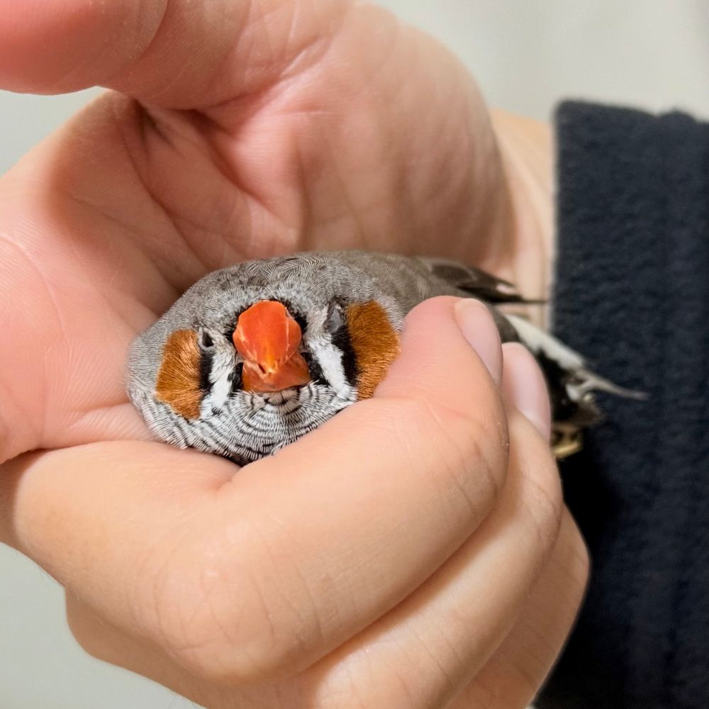 zebrafinch/キンカチョウ/錦華鳥