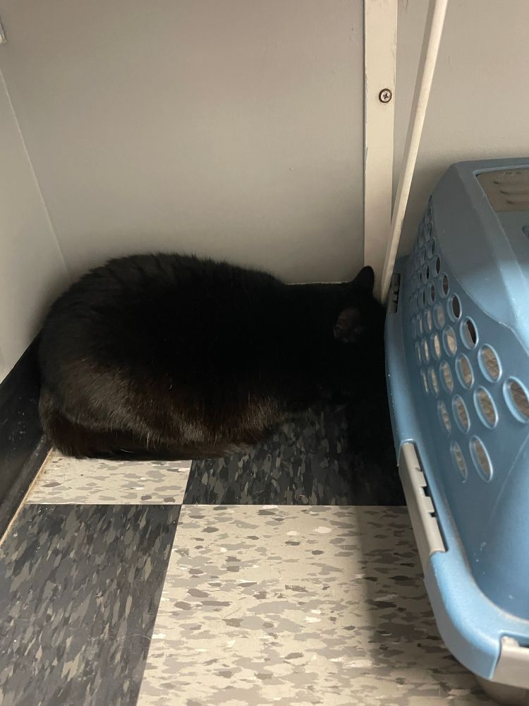 Photo of a tile floor and cat carrier in the corner. It is the dreaded vet's office, and a chubby black cat has shoved herself very much in the corner between the wall and the carrier, doing her best "if I can't see you, you can't see me" and generally making herself very small.