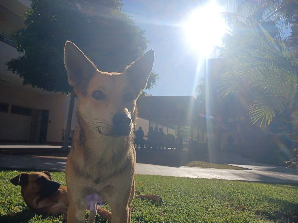 Photograph of cute mongrel dog looking at the camera in front of the light of the sun, with another dog laying behind it