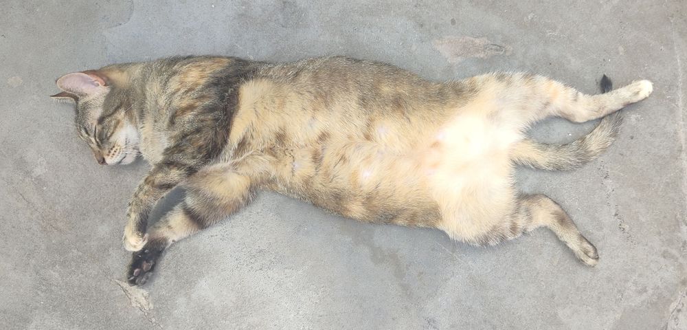 Una gata multicolor, un poco obesa, panza arriba, sofocada por el calor de Buenos Aires en verano.