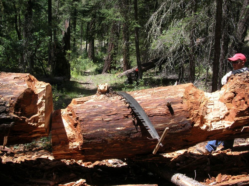 A moderately sized Doug fir tree stretches across a wilderness trail in New Mexico. It has been chopped and sawn in two places, enough to allow the trail to be clear. Chainsaws are not allowed in designated wilderness, hence the axe and crosscut saw.