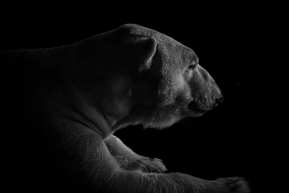 A black and white profile view of a polar bear against a dark background.