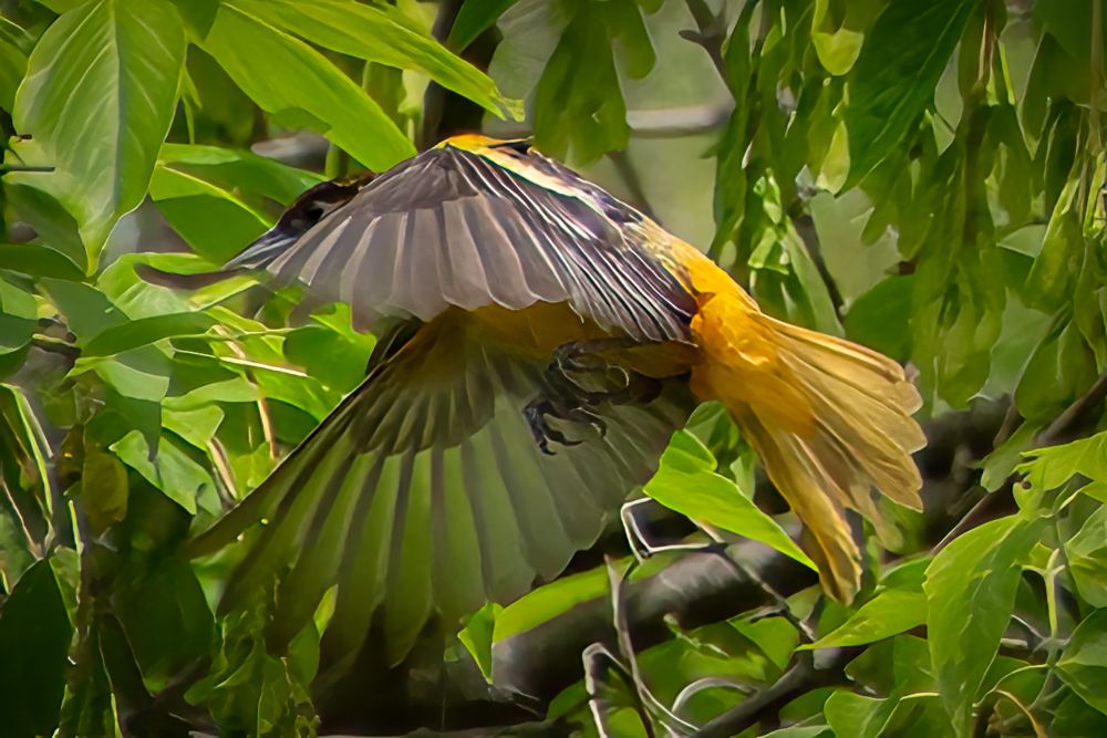 Baltimore Oriole in flight.