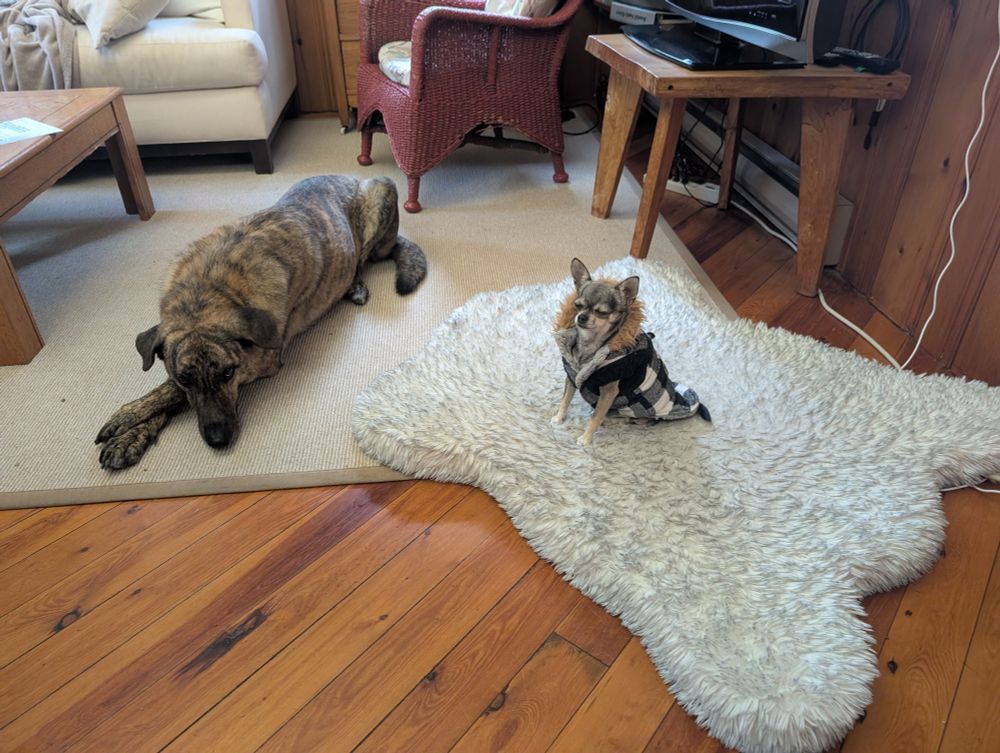 A large dog pushed off his bed by a little Chihuahua.