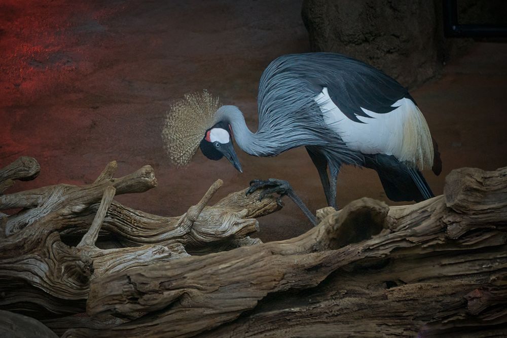 African Grey Necked Crowned Crane on a large driftwood log.
