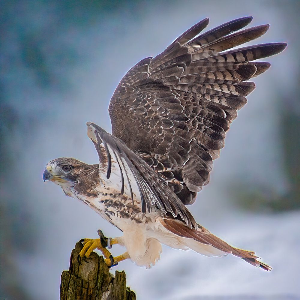 A Red Tailed Hawk with its wings extended perched on a post.
