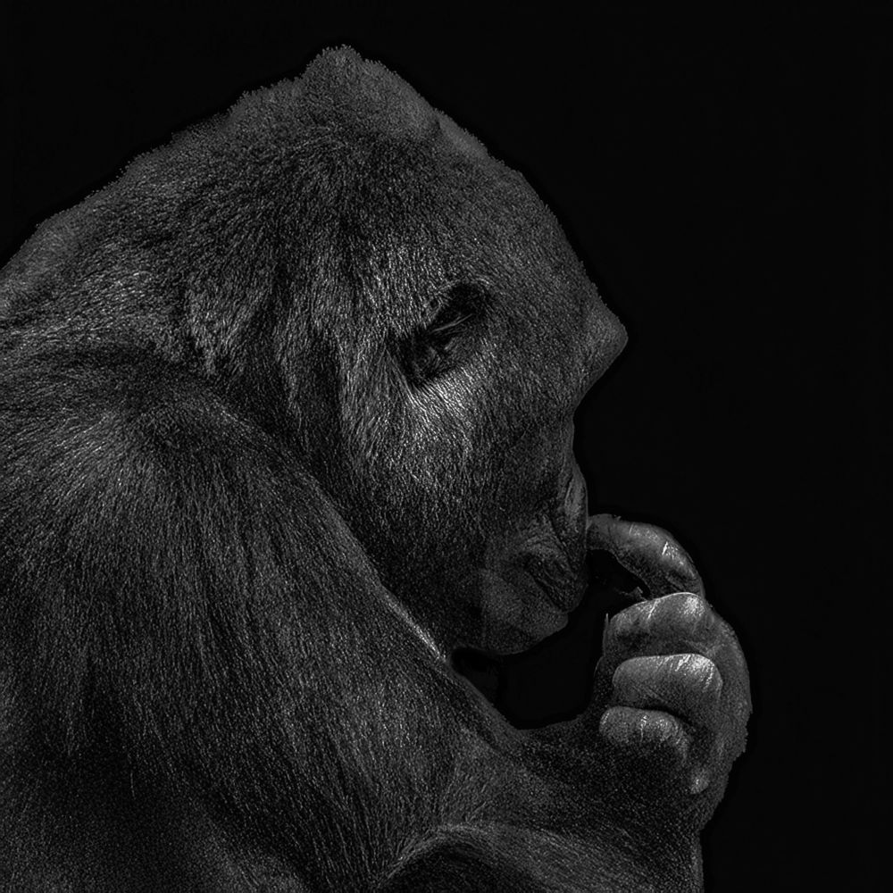 A Western Lowland Gorilla picking its nose.