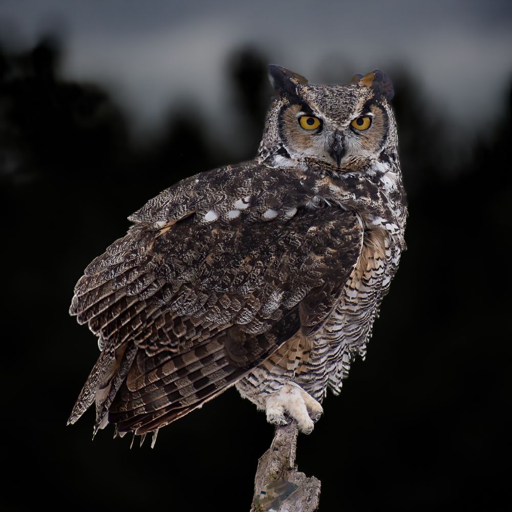 A Great Horned Owl on a branch.