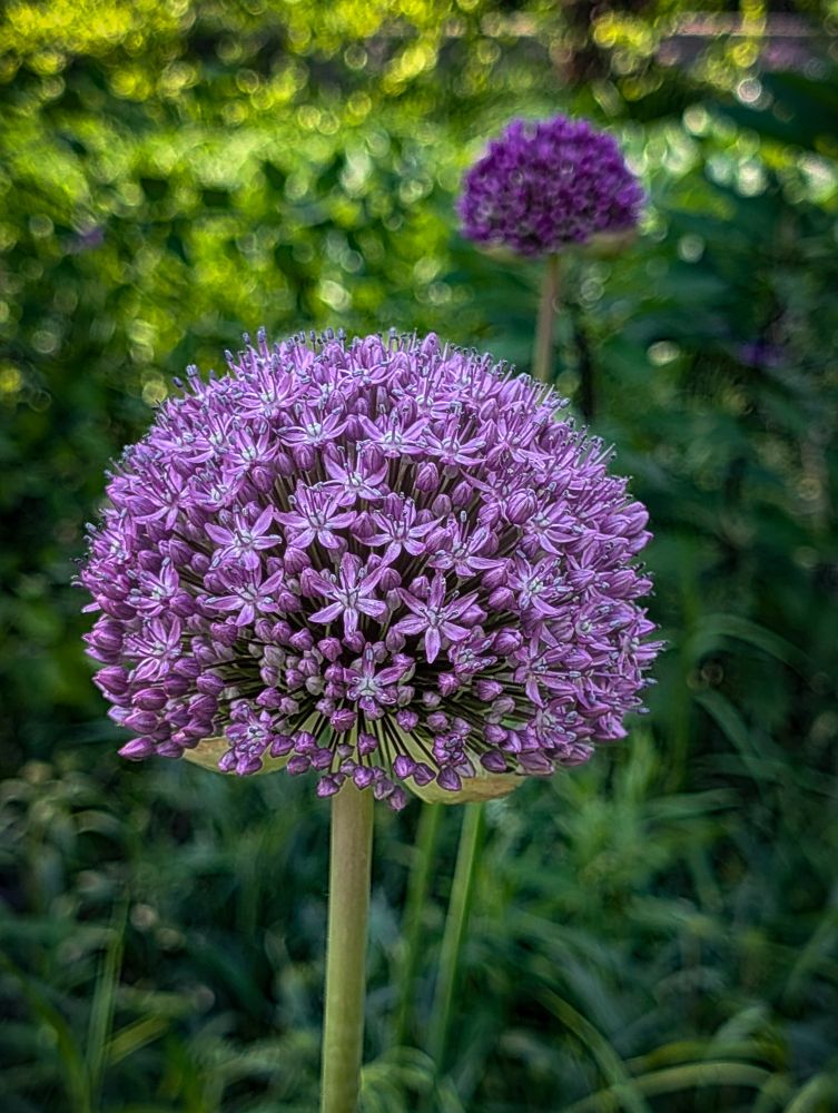 An Allium or Ornamental Onion in bloom.