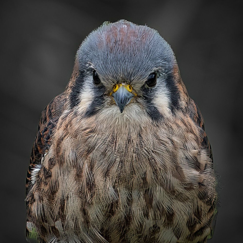 A close up portrait of an American Kestral.