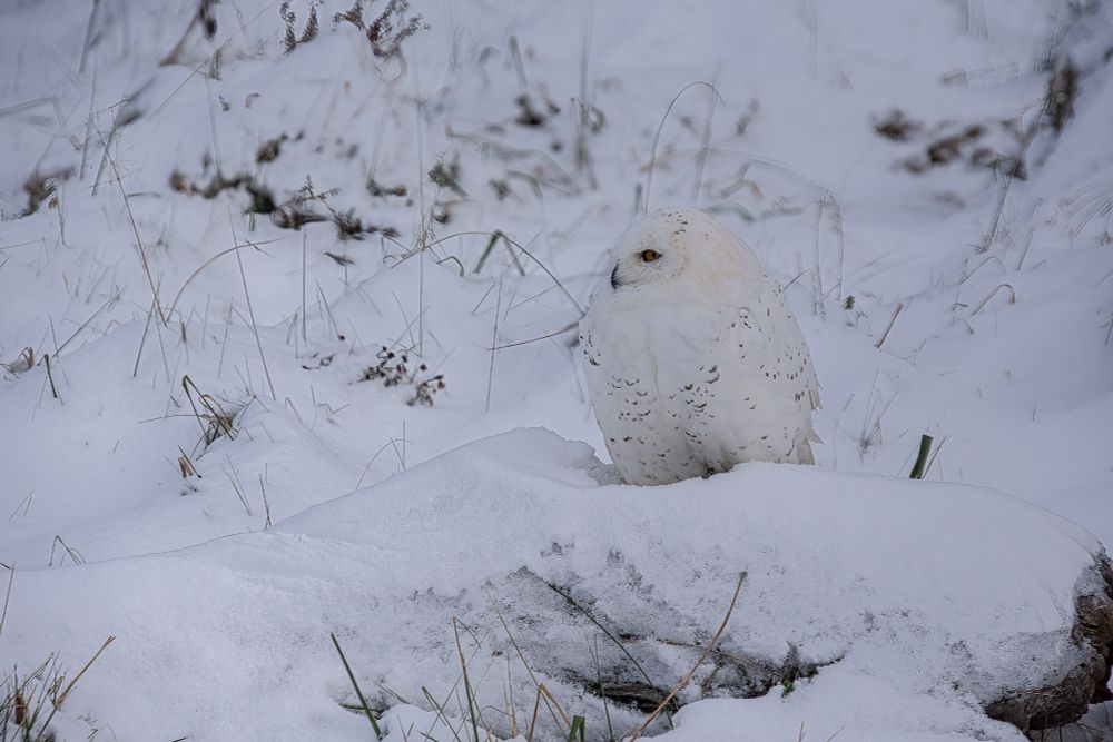 A Snowy Owl against a winter's scape.
