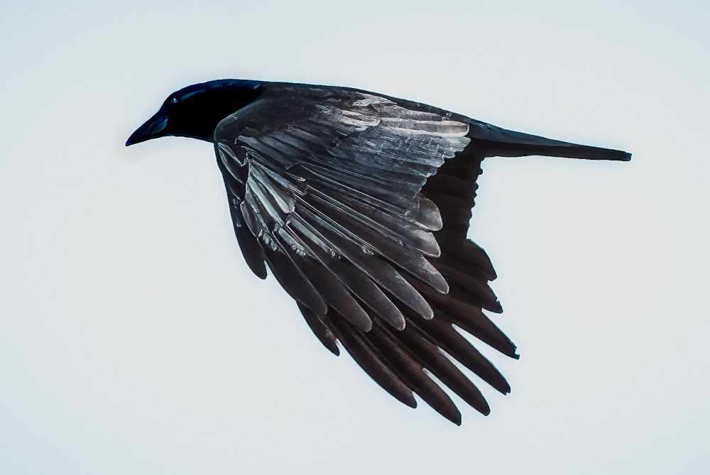 Side view of a crow flying with its wings extended downward