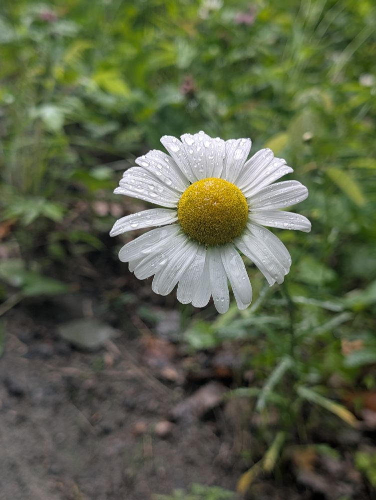 A daisy with rain drops