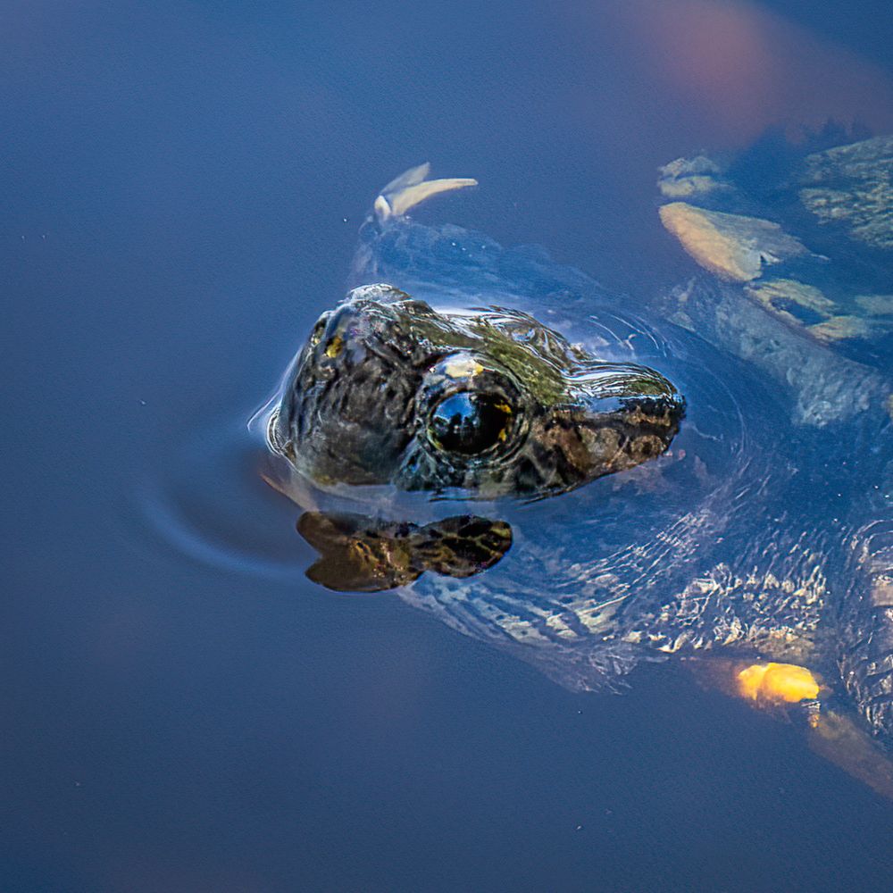 A small turtle poking its head out of the water.