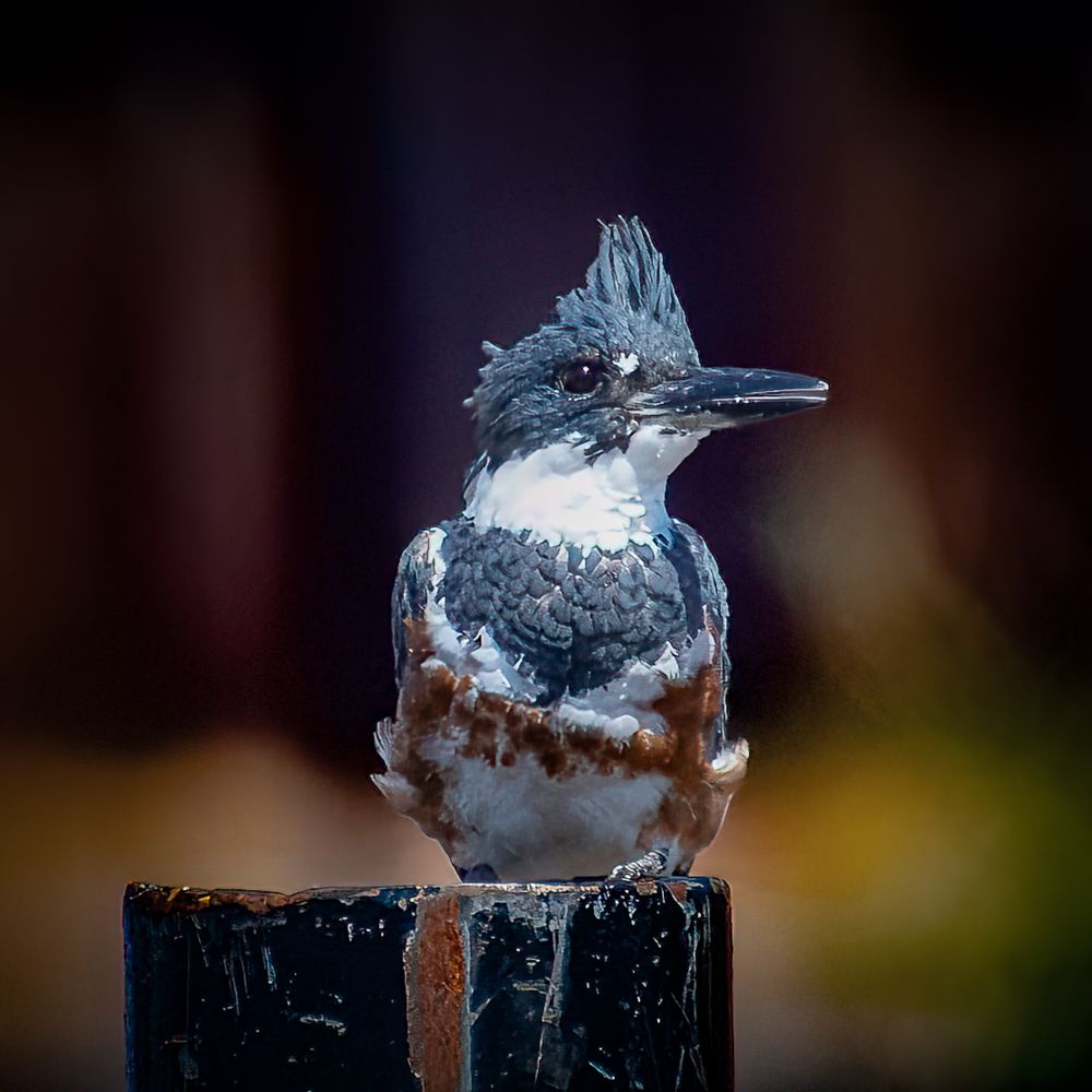A belted kingfisher sitting on a post.