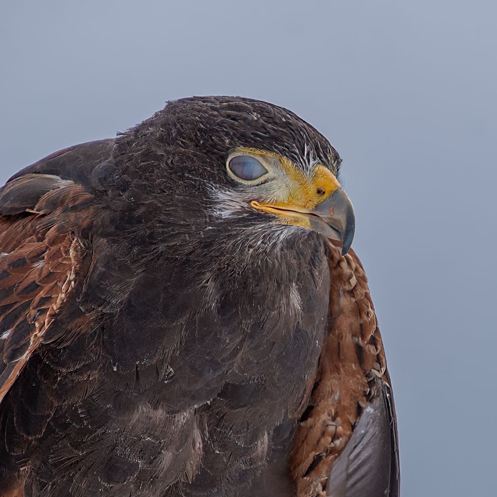 A Harris Hawk with its translucent nictitating membrane closed.