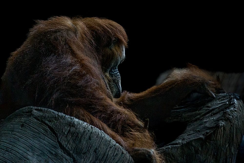 A mature female Orangutan in profile using a stick to fish out bugs.