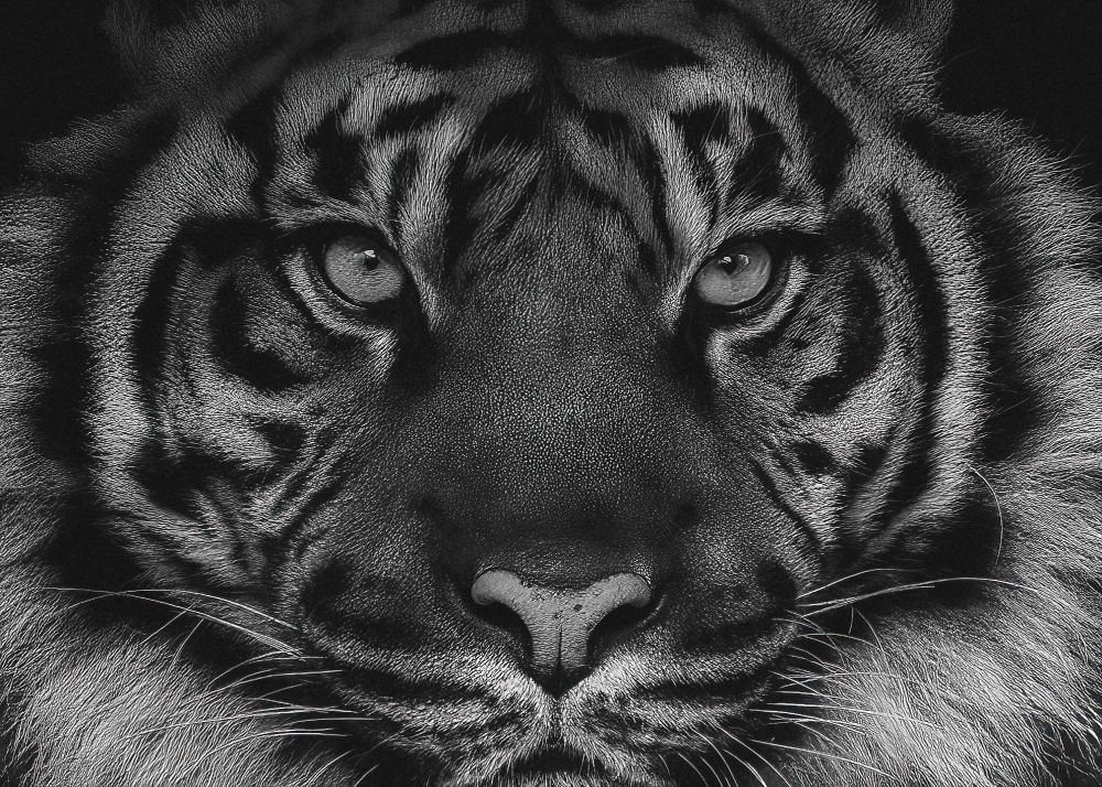 Close up portrait of a Sumatran Tiger
