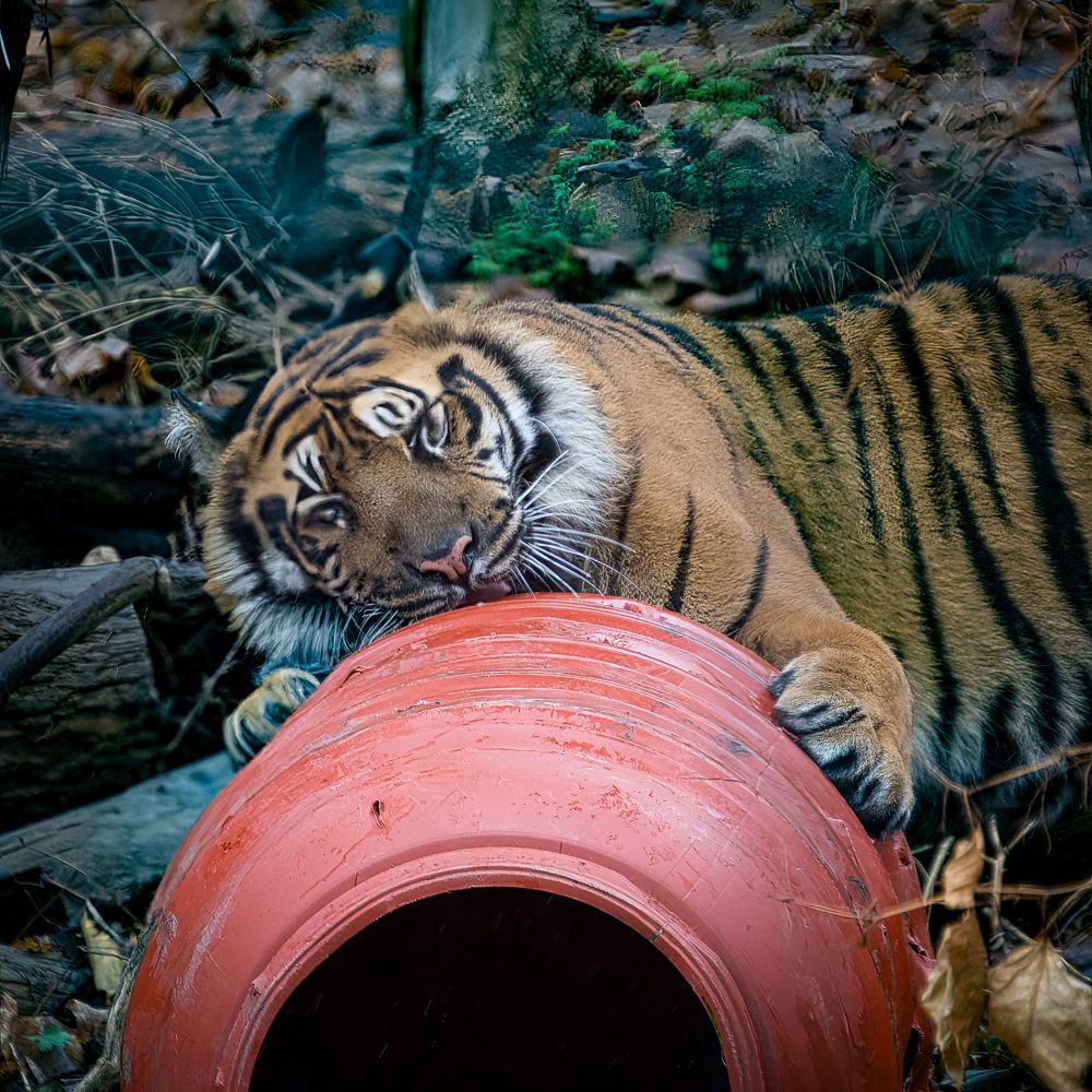 Sumatran Tiger at the Toronto Zoo playing with a barrel.